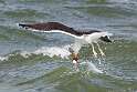 159: Gull - Great Black-backed M5