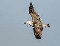 160: Gull - Great Black-backed-1