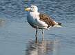 146: Gull - Great Black-backed-2