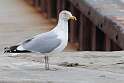 161: Gull - Herring M1