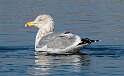 162: Gull - Herring-1