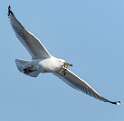 163: Gull - Herring-3