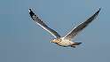 164: Gull - Herring-6