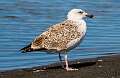 151: Gull - Lesser Black-backed
