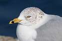 165: Gull - Ring-billed M1