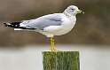 166: Gull - Ring-billed-1