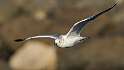 167: Gull - Ring-billed-2