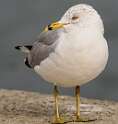 168: Gull - Ring-billed-3