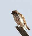 170: Hawk - Northern Harrier M1