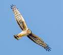 171: Hawk - Northern Harrier-1