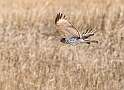 173: Hawk - Northern Harrier-3