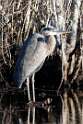 174: Heron - Great Blue M1