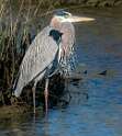 175: Heron - Great Blue-1