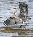 176: Heron - Great Blue-2