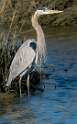 177: Heron - Great Blue-3