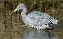 178: Heron - Little Blue-1
