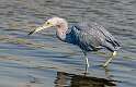 179: Heron - Little Blue-2