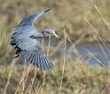 180: Heron - Little Blue-3