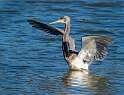 181: Heron - Tri-color-1
