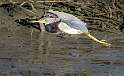 182: Heron - Tri-color-3