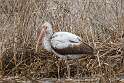 183: Ibis - White M1