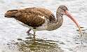 185: Ibis - White-1