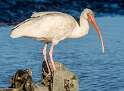 186: Ibis - White-2