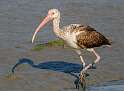 187: Ibis - White-3