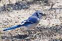 188: Jay - Blue M2