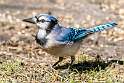 190: Jay - Blue-1