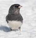 191: Junco - Dark-eyed-1