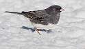 192: Junco - Dark-eyed-2