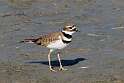 193: Killdeer M1