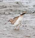 194: Killdeer M2