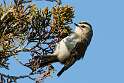 196: Kinglet - Golden-crowned M1