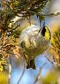 197: Kinglet - Golden-crowned-1