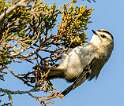 198: Kinglet - Golden-crowned-2