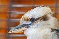207: Kookaburra - Laughing M1