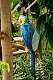 214: MaCaw - Blue-and-Yellow