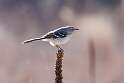 202: Mockingbird - Northern M2