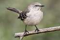 203: Mockingbird - Northern-1