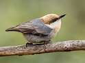 204: Nuthatch - Brown Headed-1