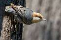 205: Nuthatch - Brown Headed-2