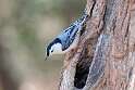 206: Nuthatch - White-breasted M3
