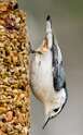 207: Nuthatch - White-breasted-1