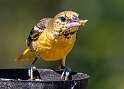 208: Oriole - Baltimore-1