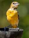 209: Oriole - Baltimore-2