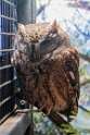 211: Owl - Eastern Screech M1