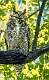 366: Owl - Great Horned-1