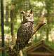 231: Owl - Great horned M1